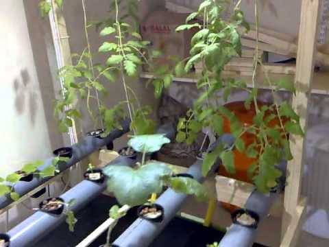 aeroponics