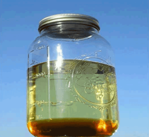 Algal Oil