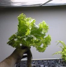 aeroponic lettuce